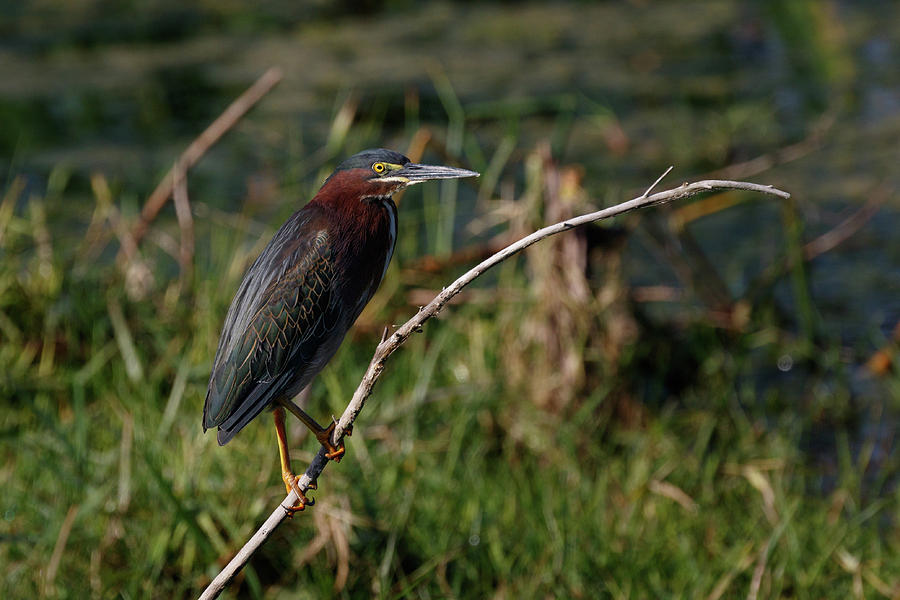 Green Heron #1 Photograph by Les Greenwood