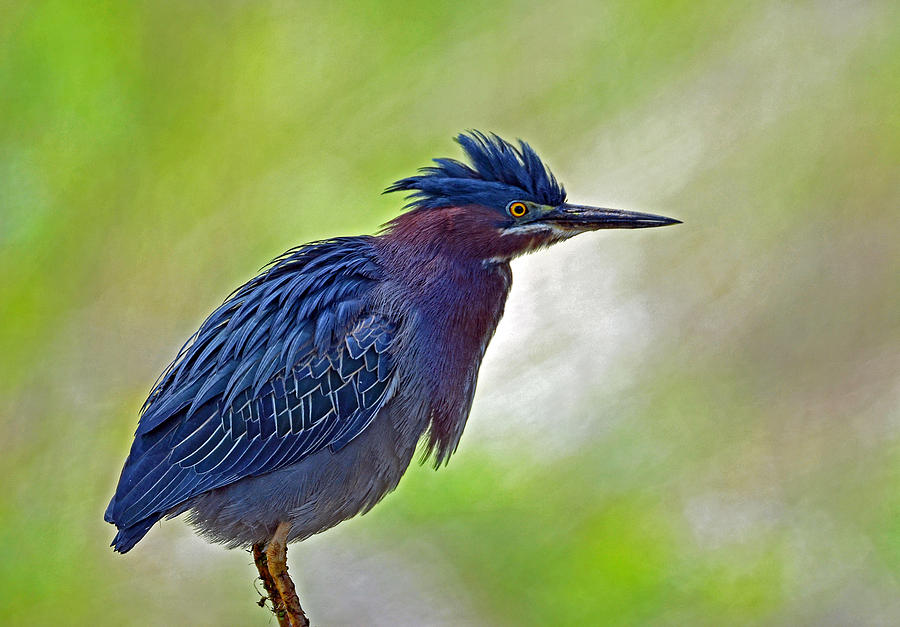 Green Heron #1 Photograph by Rodney Campbell