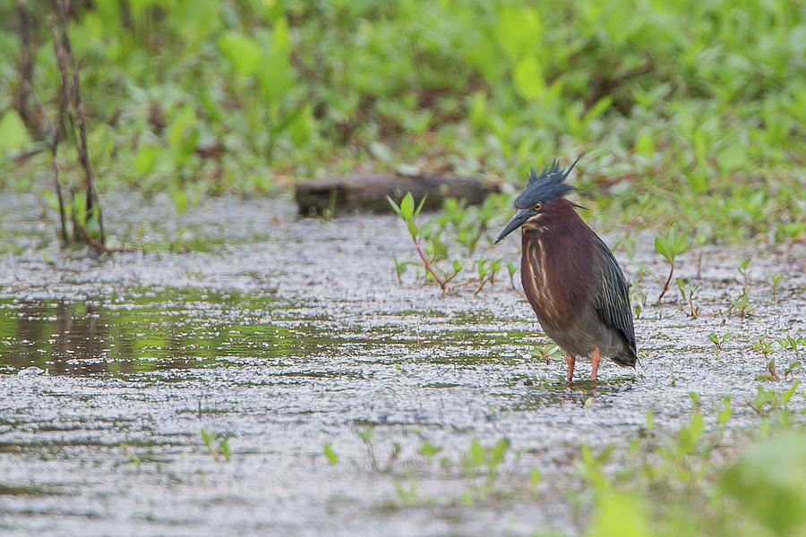 Green Heron #1 Photograph by Ronnie Maum