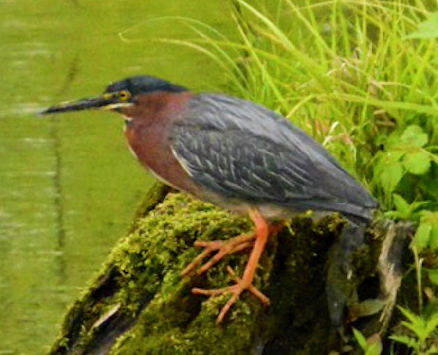 Green Heron #1 Photograph by Sumoflam Photography
