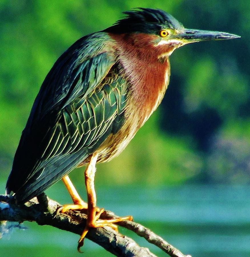 Green Heron #1 Photograph by Thomas  McGuire