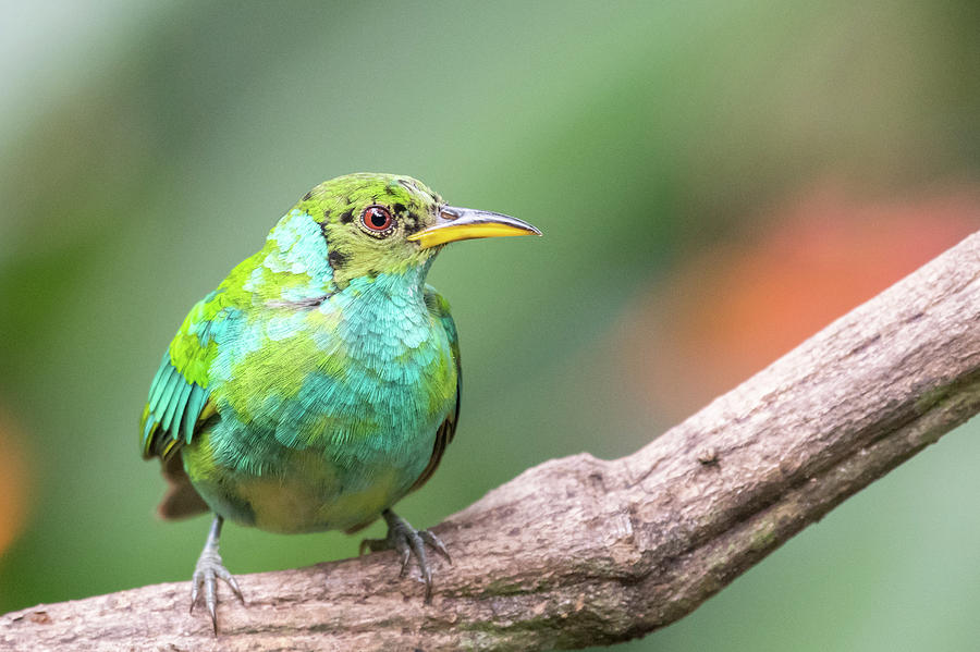 Green Honeycreeper Photograph By Mike Timmons - Fine Art America