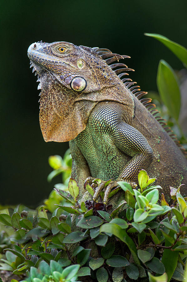 Green Iguana Iguana Iguana, Sarapiqui Photograph by Panoramic Images ...