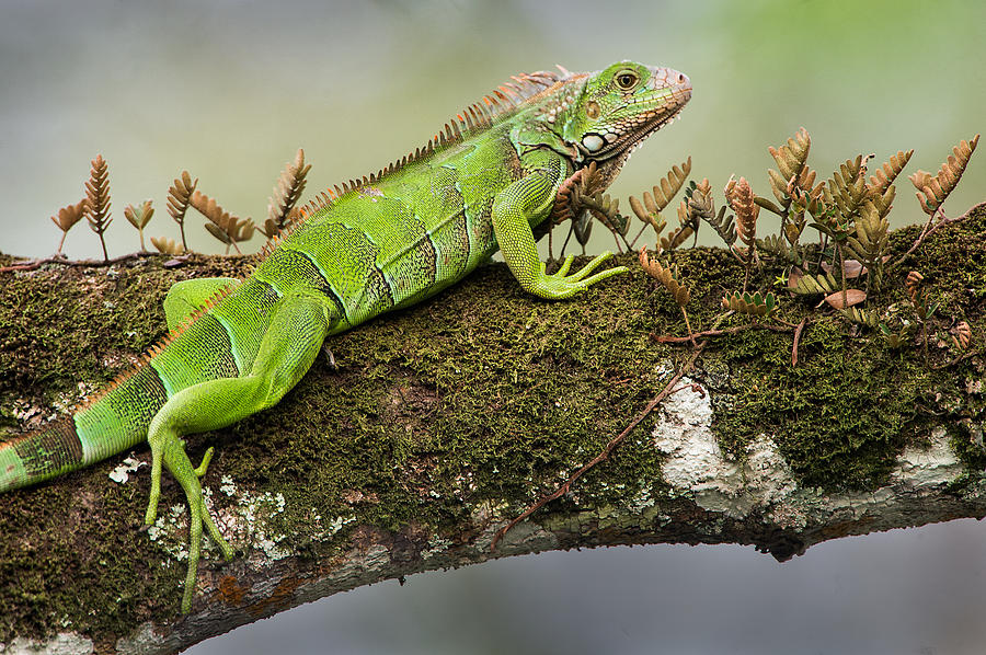 Nature Photograph - Green Iguana Iguana Iguana, Tarcoles #1 by Panoramic Images