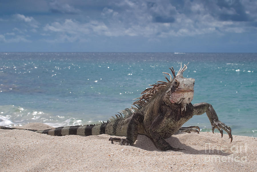 Green Iguana on the beach #1 Photograph by Anthony Totah
