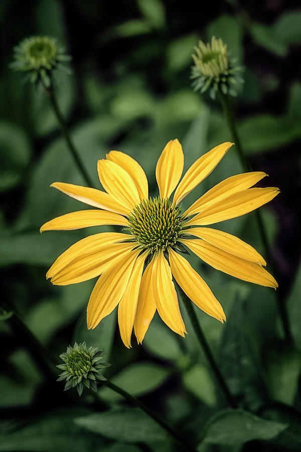 Nature Photograph - Green Into Yellow #1 by Robert Fawcett