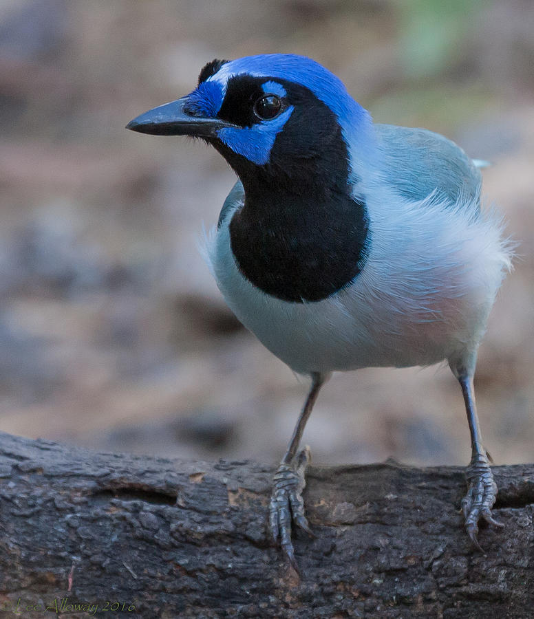 Green Jay, Blue Morph Photograph by Lee Alloway