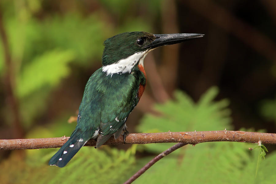 Green Kingfisher Photograph