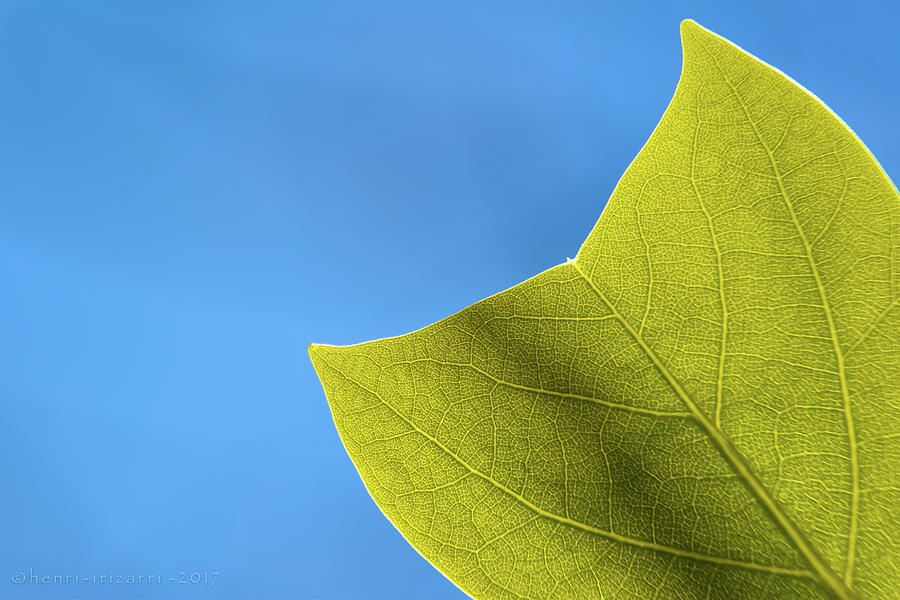 Green Leaf #1 Photograph by Henri Irizarri