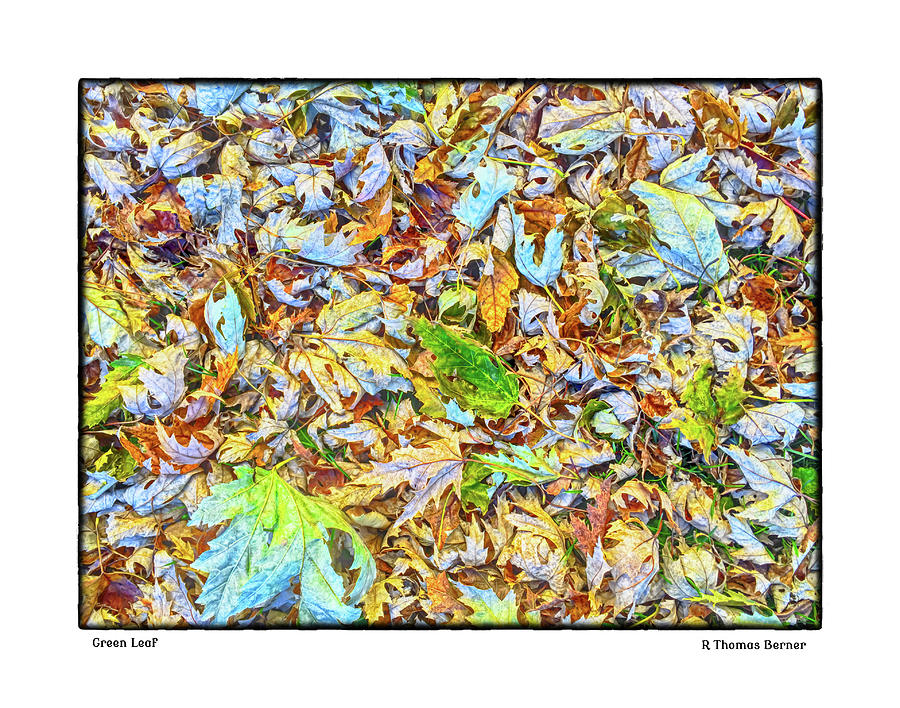 Green Leaf #1 Photograph by R Thomas Berner