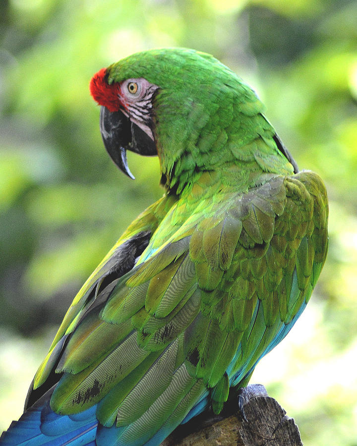 Green Macaw Photograph By Belinda Stucki - Fine Art America