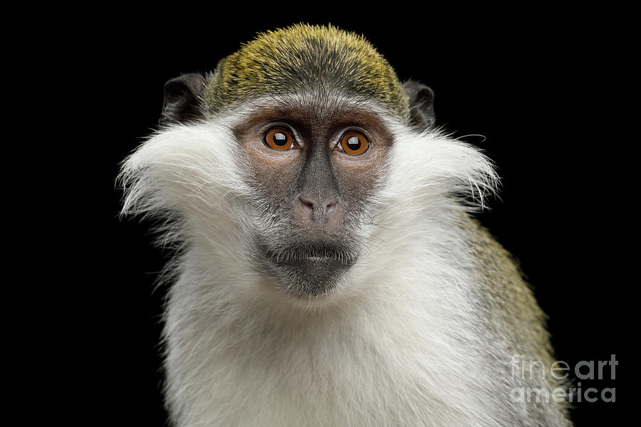 Green monkey #1 Photograph by Sergey Taran