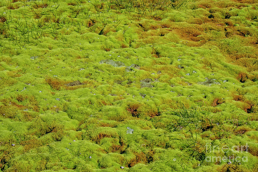 Green moss background Photograph by Patricia Hofmeester