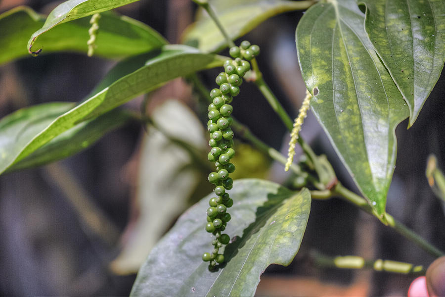 green pepper in Kerala - India #1 Photograph by Joana Kruse