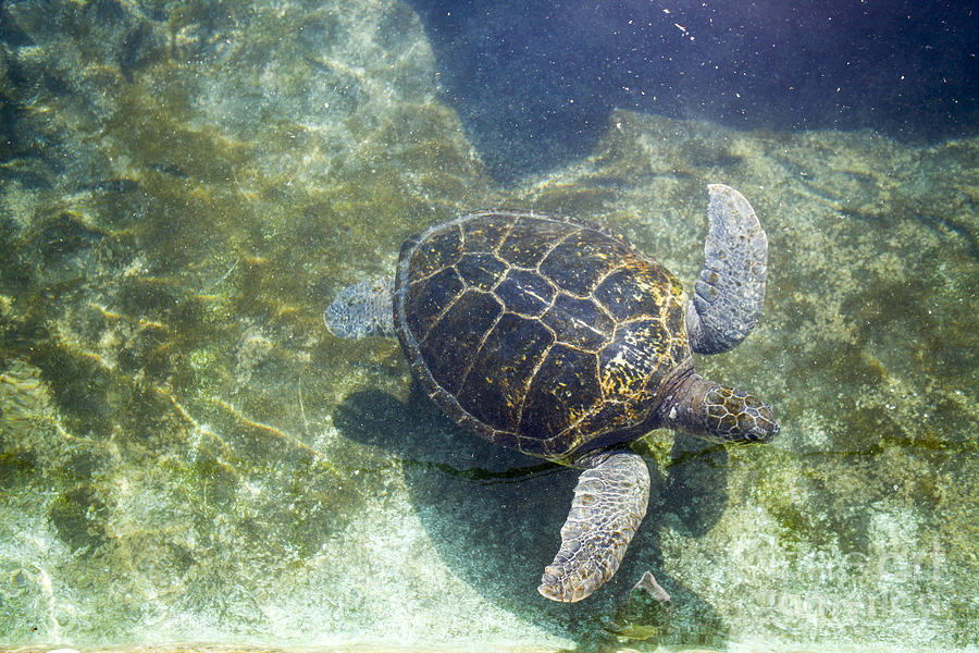 Green sea turtle Chelonia mydas #1 Photograph by Gal Eitan