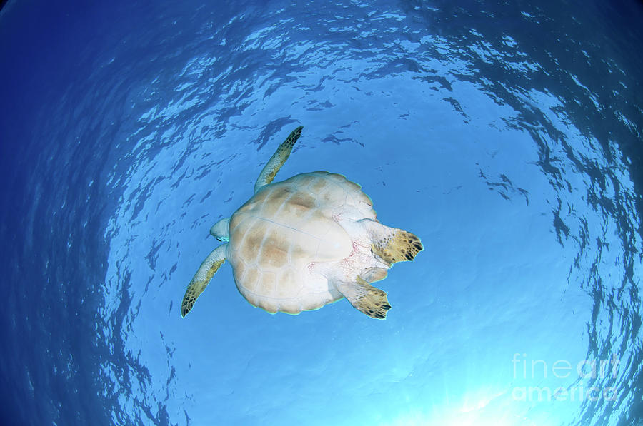 Green sea turtle #1 Photograph by Hagai Nativ