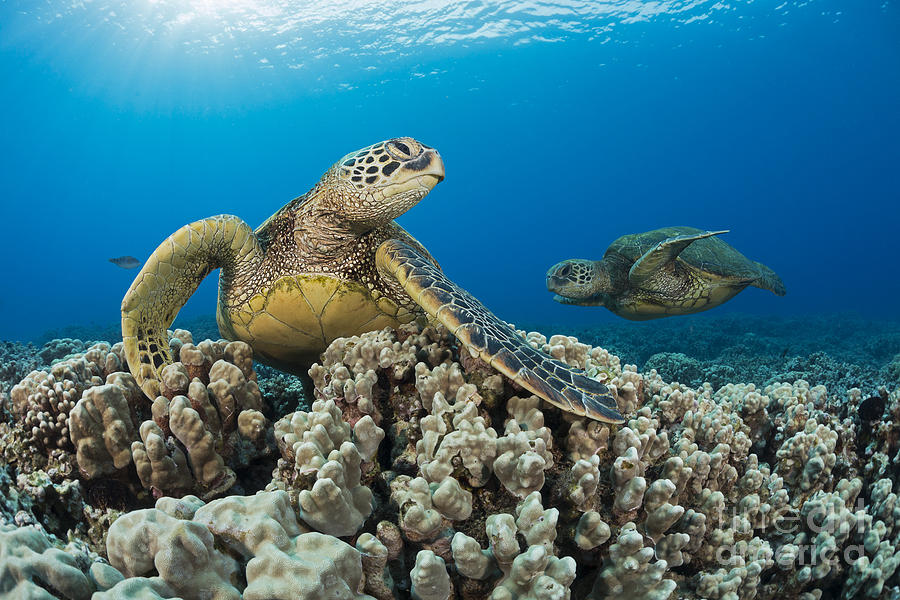 Green Sea Turtles  Chelonia Mydas , An #1 Photograph by Dave Fleetham