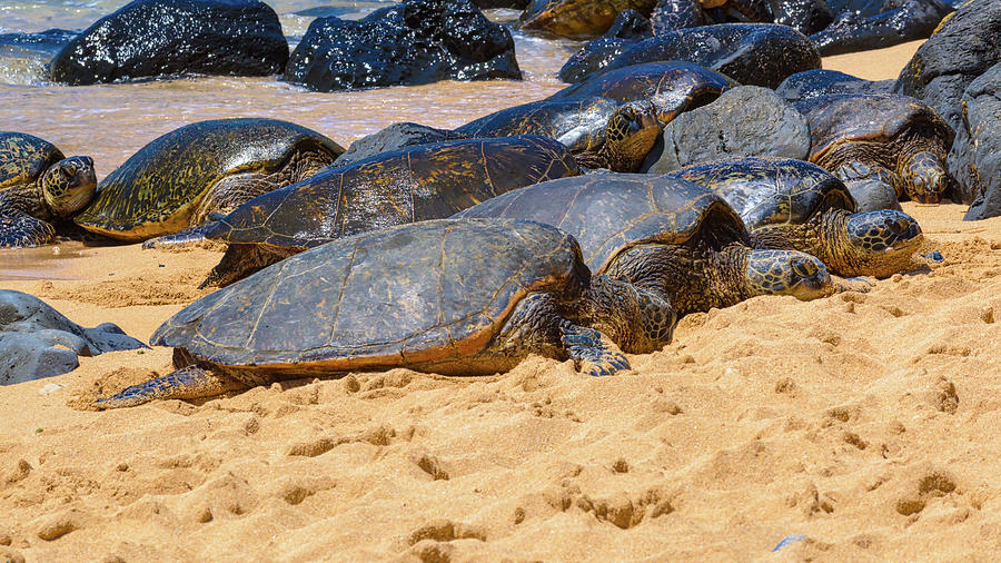 Green Sea Turtles #1 Photograph by Jim Thompson