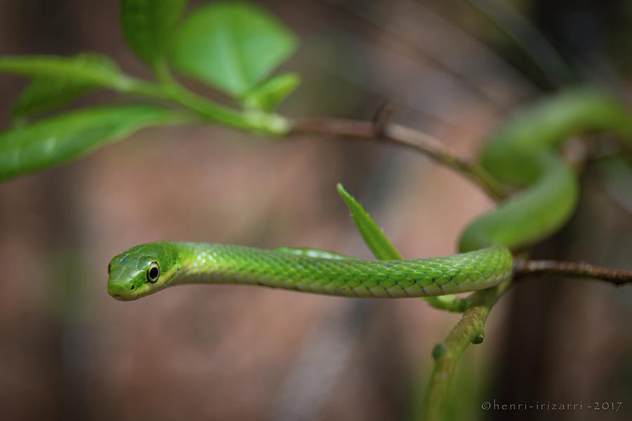 Green Snake #1 Photograph by Henri Irizarri