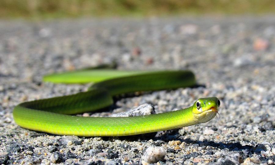 Green Snake #1 Photograph by Joshua Bales