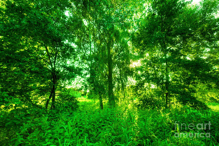 Green summer park. Sun shining through trees, leaves #1 Photograph by Michal Bednarek