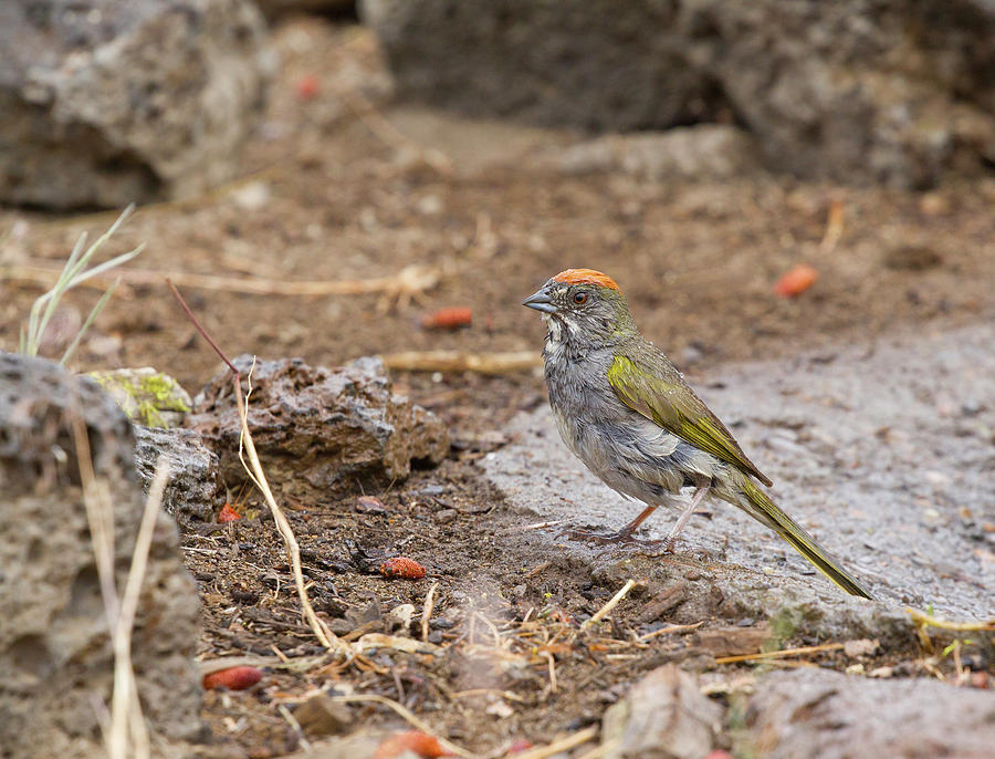 Bird Photograph - Green-tailed Towhee #1 by Doug Lloyd