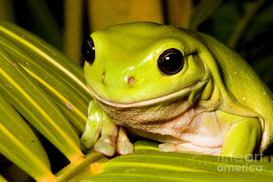 Green Tree Frog #1 Photograph by B.G. Thomson