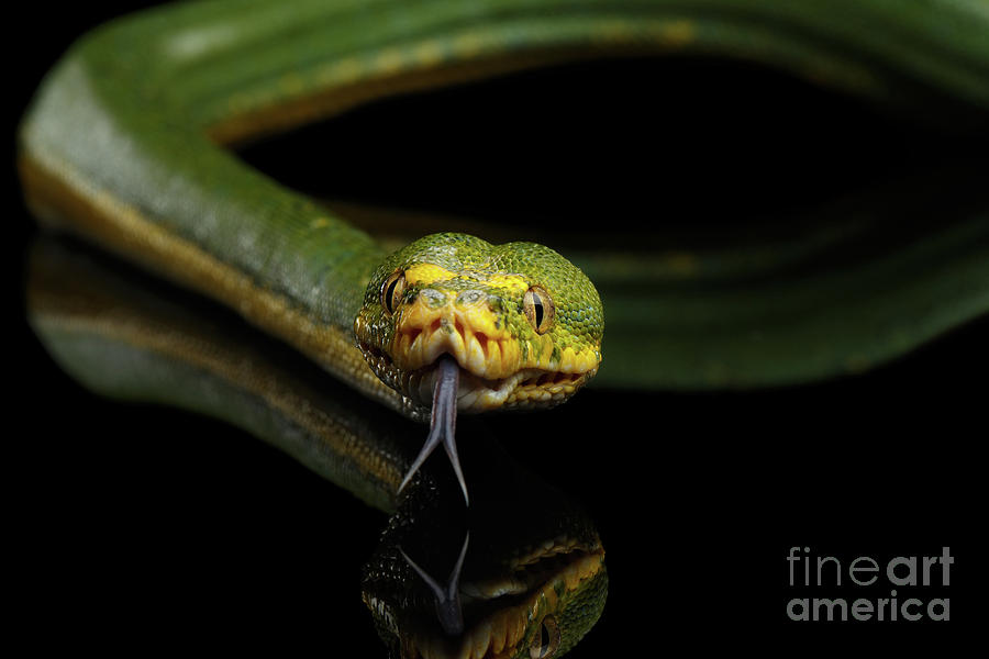 Snake Photograph - Green Tree Python. Morelia viridis. Isolated black background #3 by Sergey Taran