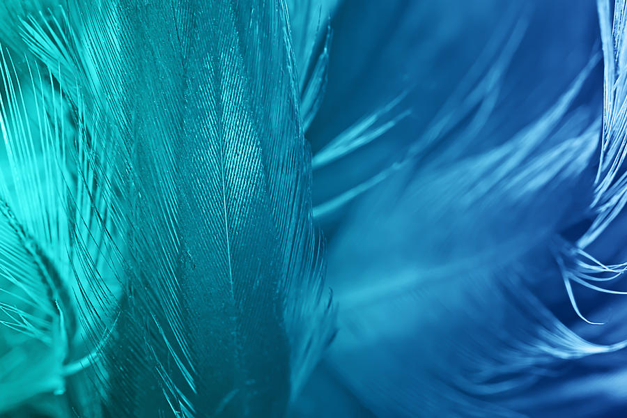Green Turquoise And Blue Color Trends Chicken Feather Texture Background Photograph By Nattaya Mahaum