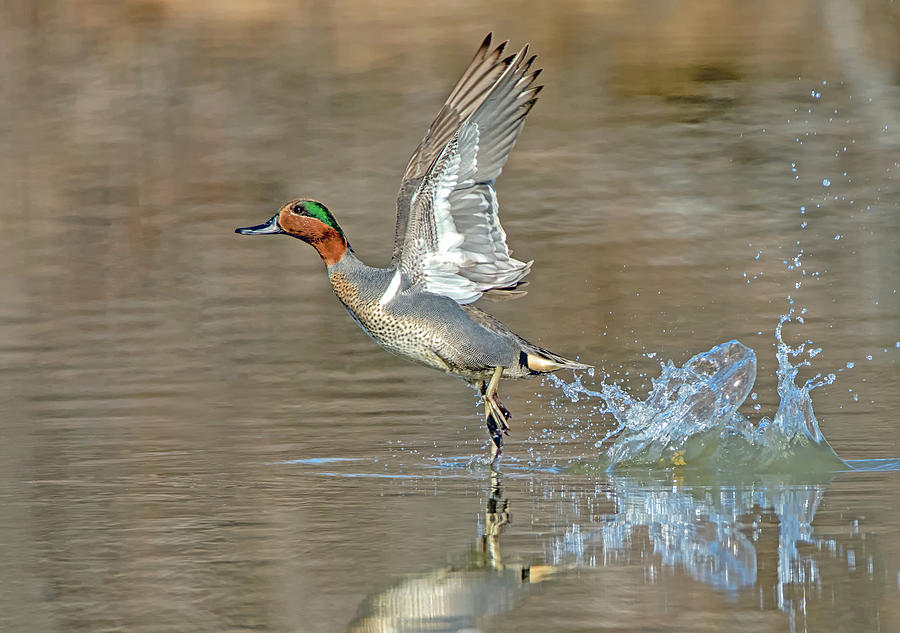 Green-winged Teal Duck #1 Photograph by Tam Ryan
