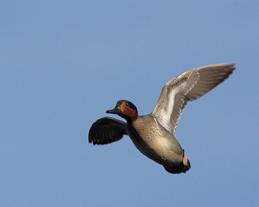 Green-winged Teals fly over Photograph by Mark Wallner - Fine Art America