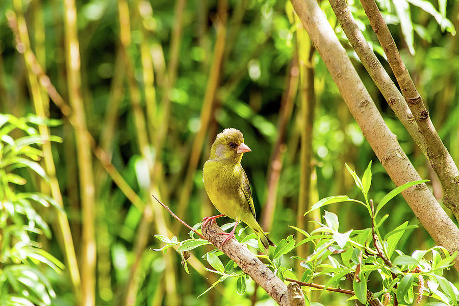 Greenfinch #1 Photograph by Jeff Townsend