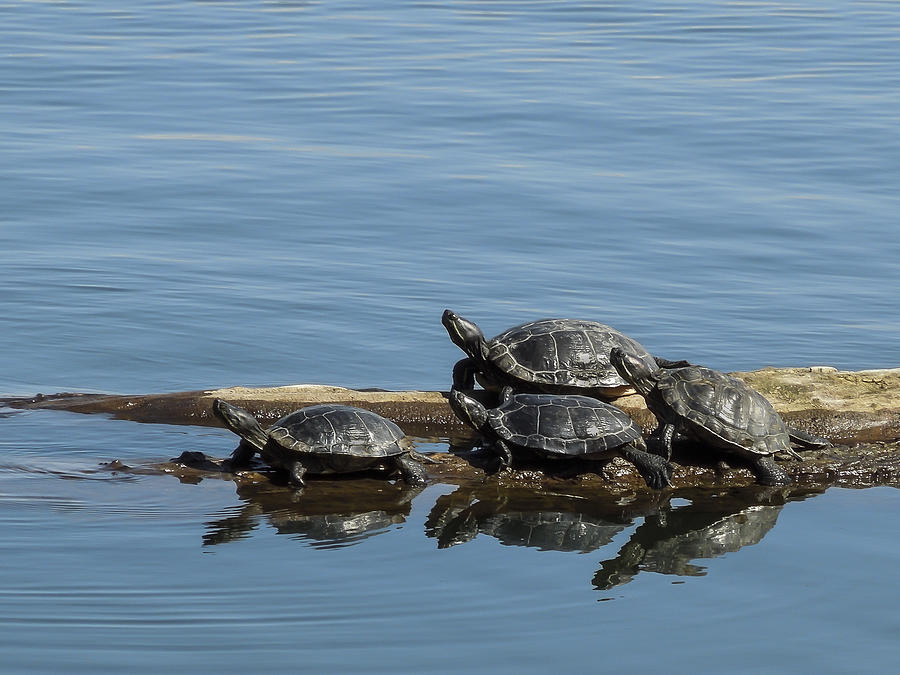 Greenlake Turtles Photograph by Monica Zaborac - Fine Art America