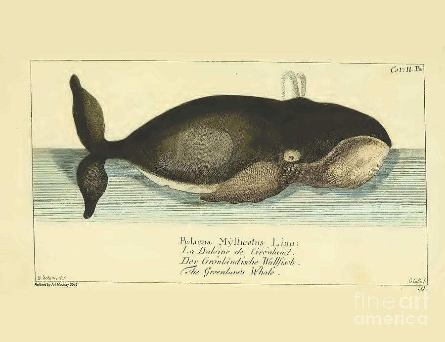 Greenland Whale by G.A. Lange 1780 #2 Drawing by Art MacKay