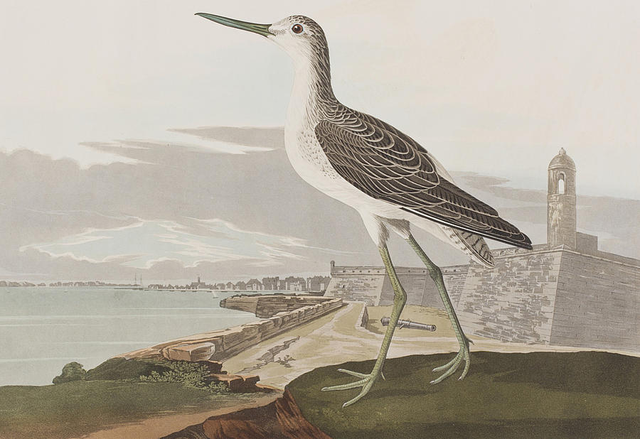 John James Audubon Painting - Greenshank by John James Audubon