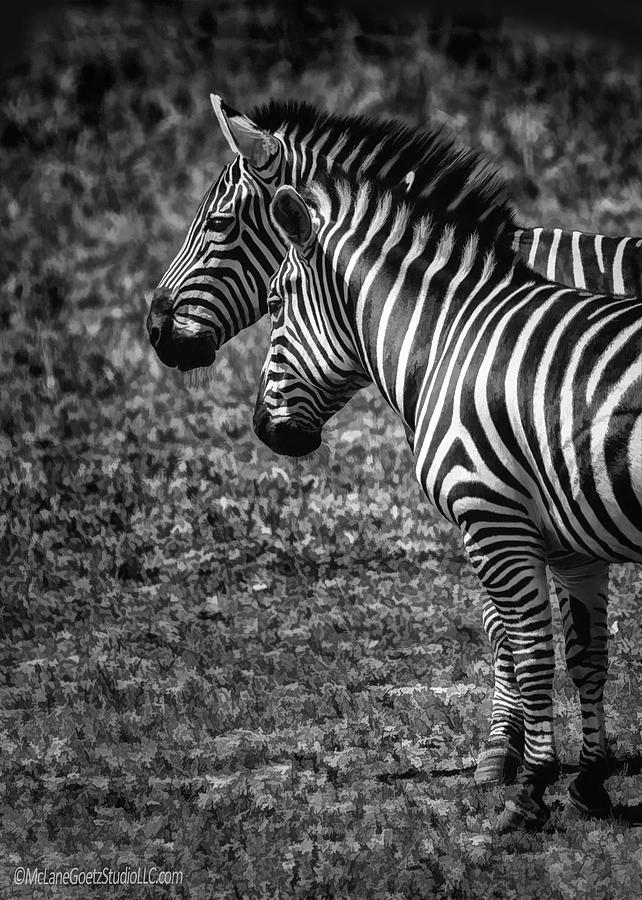 Grevys zebra #1 Photograph by LeeAnn McLaneGoetz McLaneGoetzStudioLLCcom