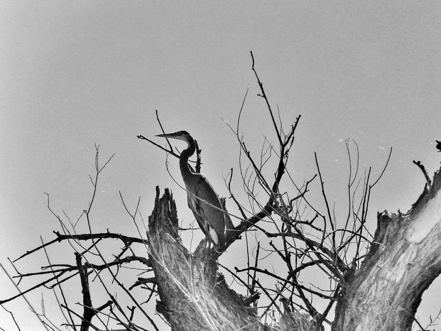 Grey Crane #1 Photograph by Marilyn Diaz