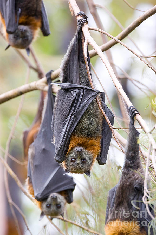 Grey-headed Flying Foxes #1 Photograph by B. G. Thomson