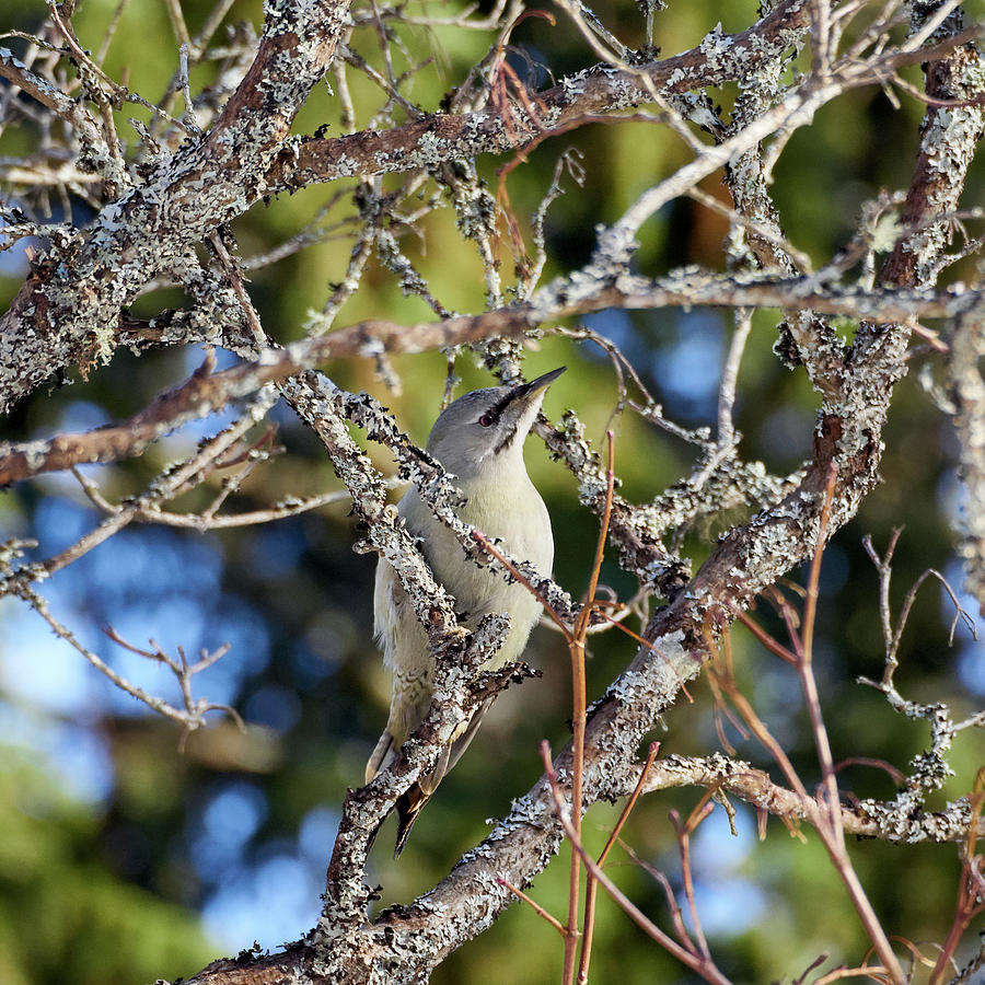 Grey-headed Woodpecker Photograph