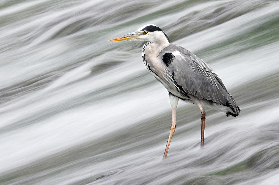Grey Heron fishing in Annacotty waterfall Ireland  #1 Photograph by Pierre Leclerc Photography