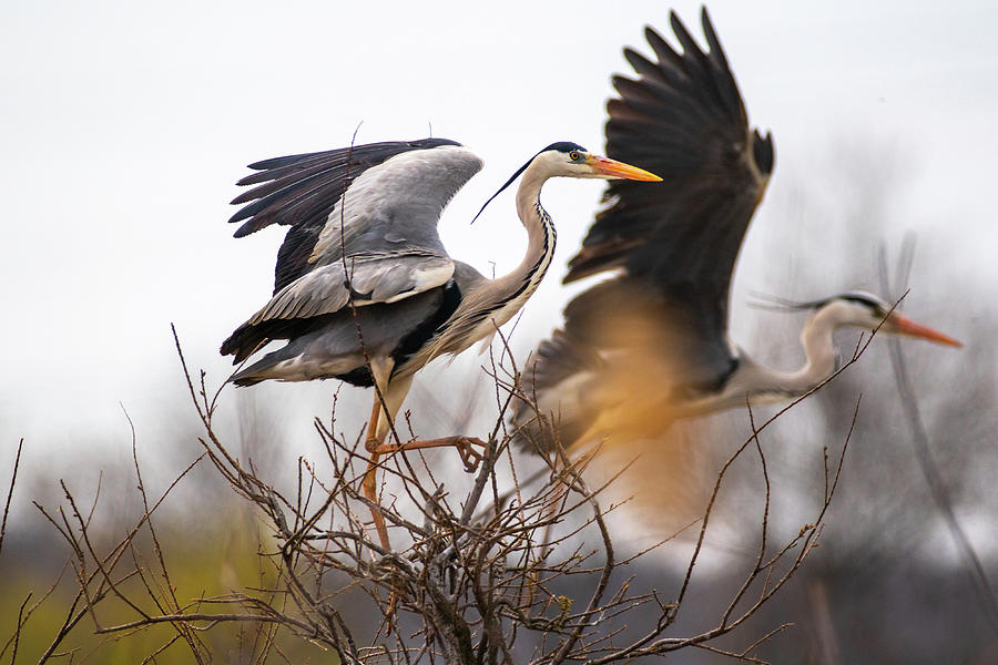 Grey heron - Poda protected area #1 Photograph by Jivko Nakev