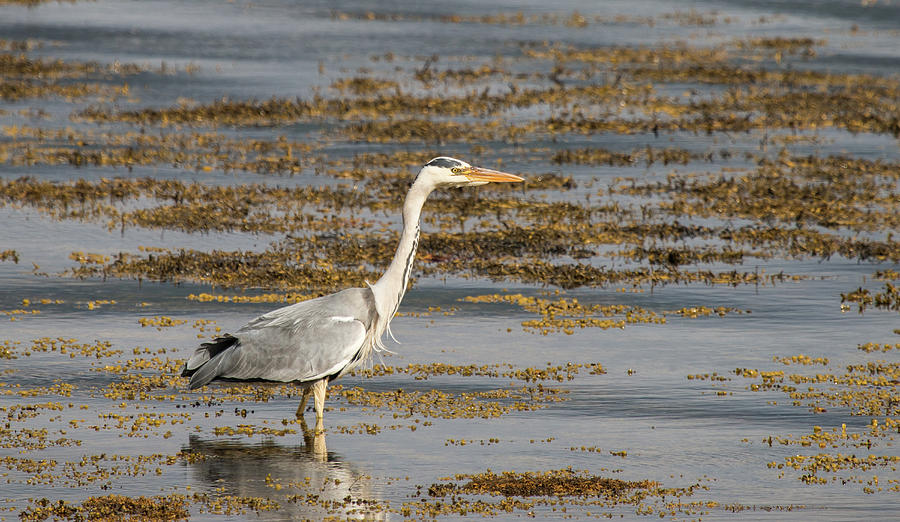 Grey Heron  #2 Photograph by Wendy Cooper