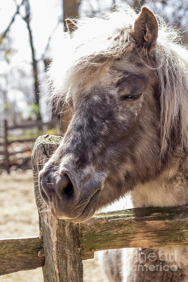Horse Photograph - Grey Pony #1 by Ezume Images