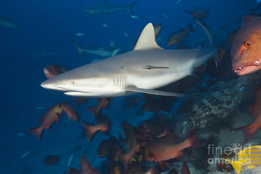 Grey Reef Shark #1 Photograph by Reinhard Dirscherl