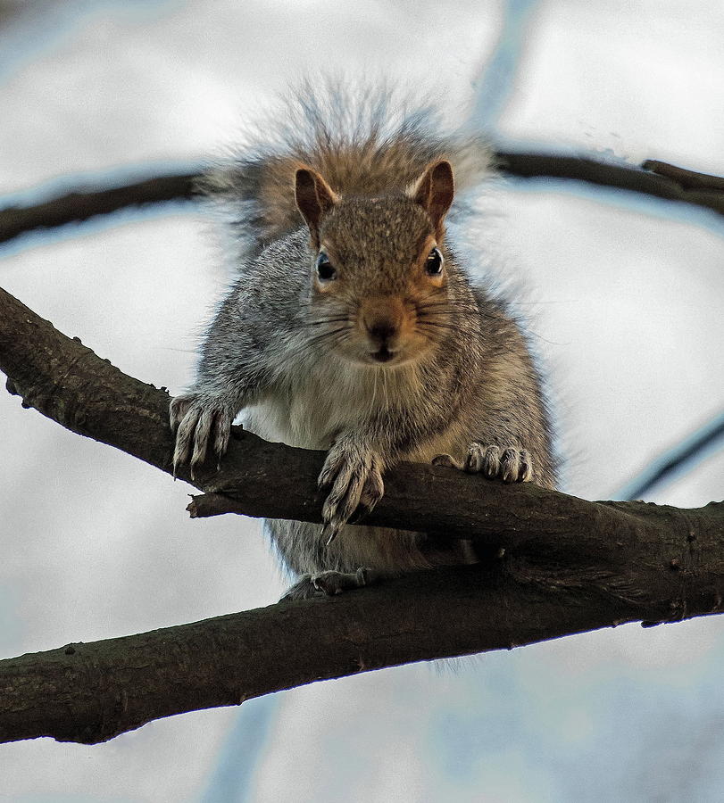 Grey Squirrel #2 Photograph by Jeff Townsend