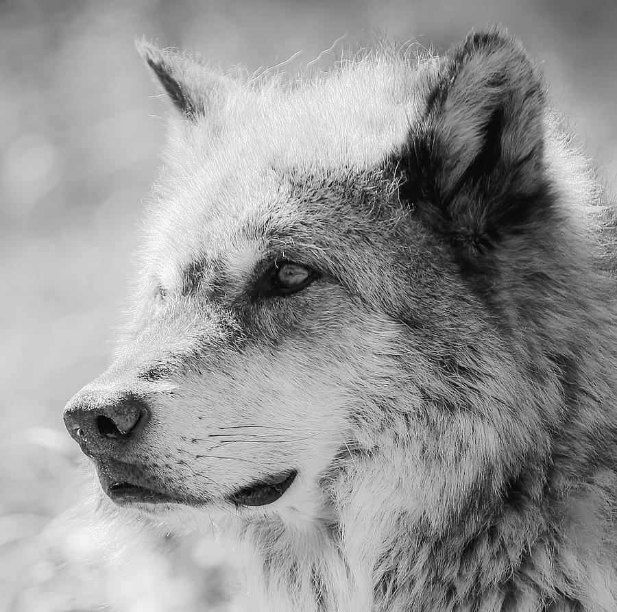 Grey Wolf  #1 Photograph by Athena Mckinzie