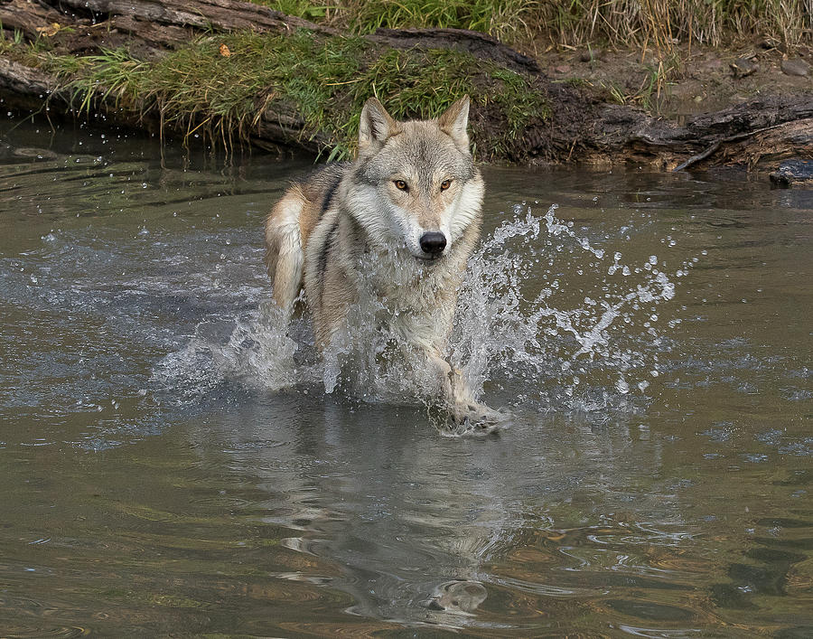 Grey Wolf #1 Photograph by Mary Jo Cox