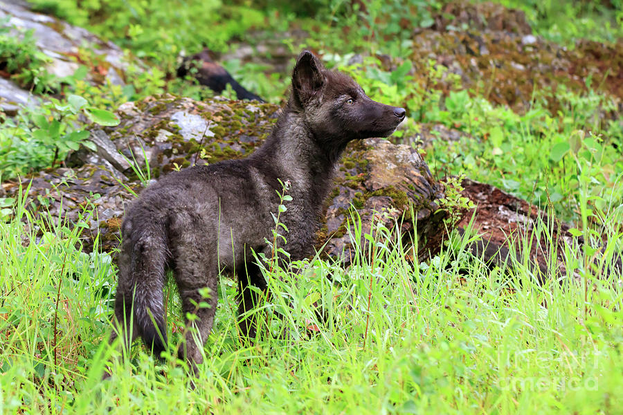Grey wolf pup Canis lupus #1 Photograph by Louise Heusinkveld