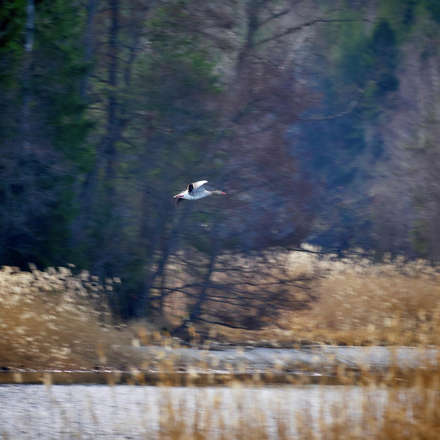 Greylag Goose Photograph