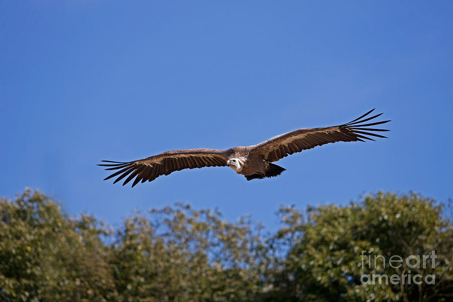 Griffon Vulture Gyps Fulvus #1 Photograph by Gerard Lacz